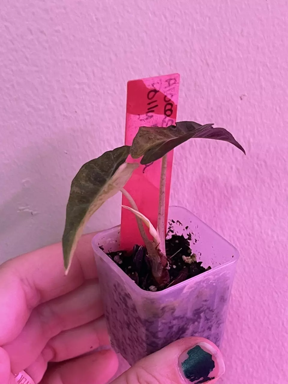 plant/Alocasia Polly Aurae-1