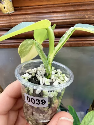 plant/Philodendron Silver sword variegated✨#0039-4-thumbnail