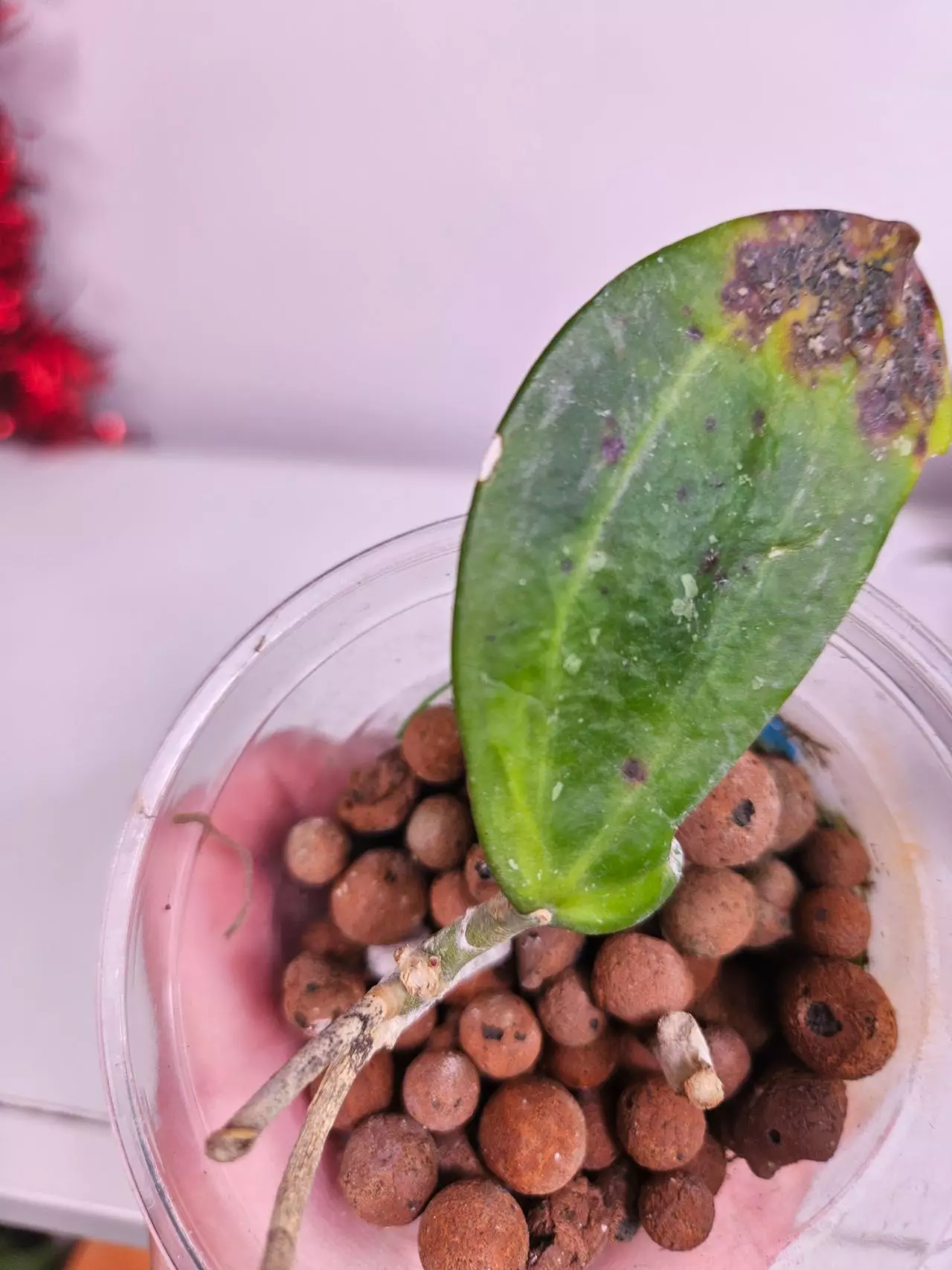 plant/Hoya WMV 3/4 leaf.-0