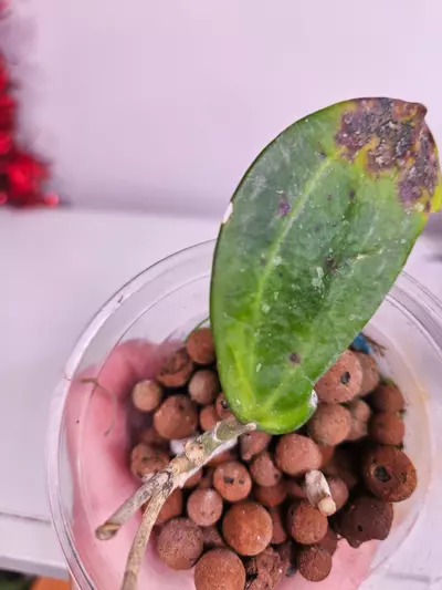 plant/Hoya WMV 3/4 leaf.-0-thumbnail