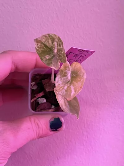 plant/Alocasia Silver Dragon Aurae-0-thumbnail