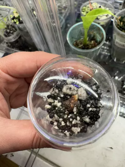 plant/Pink Nobilis Corm-2-thumbnail