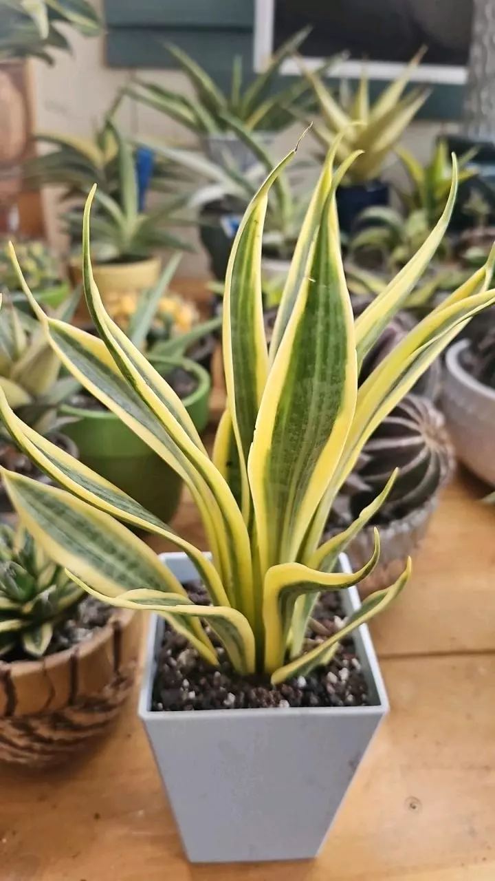 plant/Sanseveria  Yellow  Thrive-0