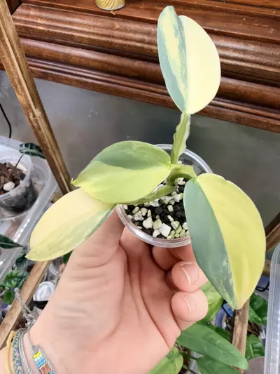 plant/Philodendron Silver sword variegated✨#0039-0-thumbnail