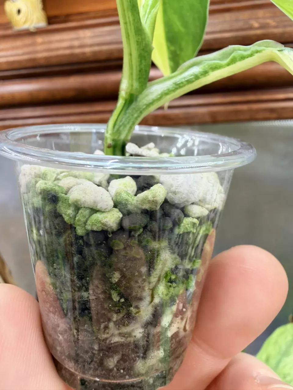 plant/Philodendron Silver sword variegated✨#0039-5