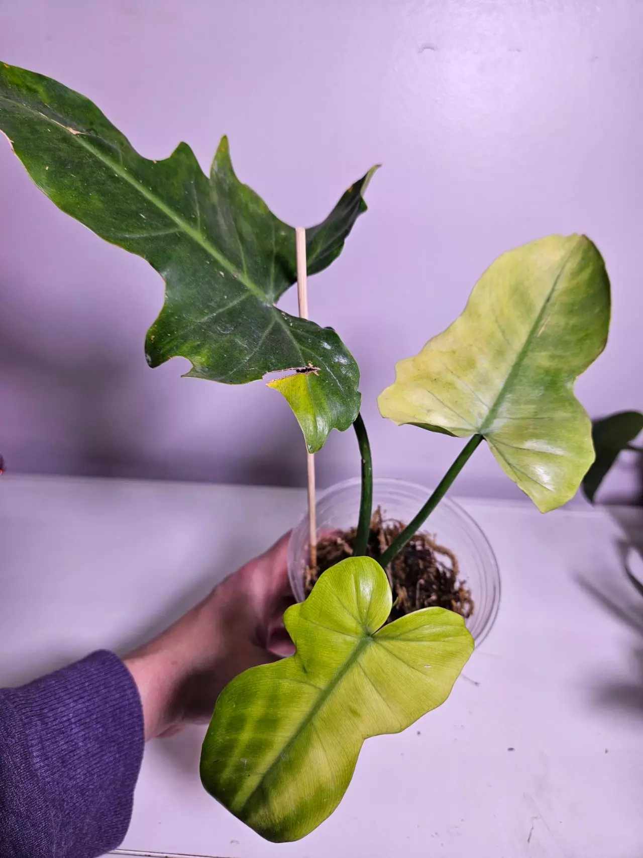 plant/Philodendron Florida Ghost MINT-0