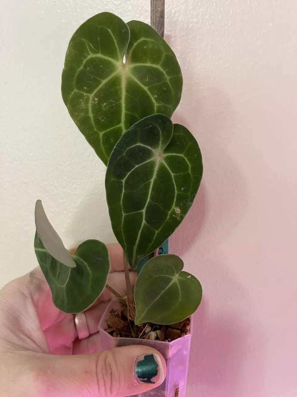 plant/Anthurium Clarinervium-0