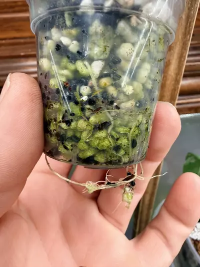 plant/Alocasia Black Velvet GOLD var✨-5-thumbnail