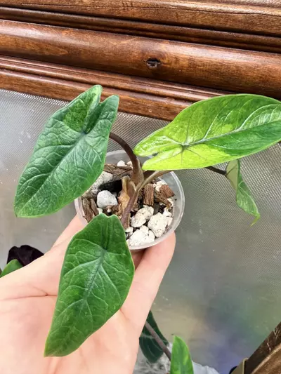 plant/Alocasia Scalprum Mint ✨-6-thumbnail