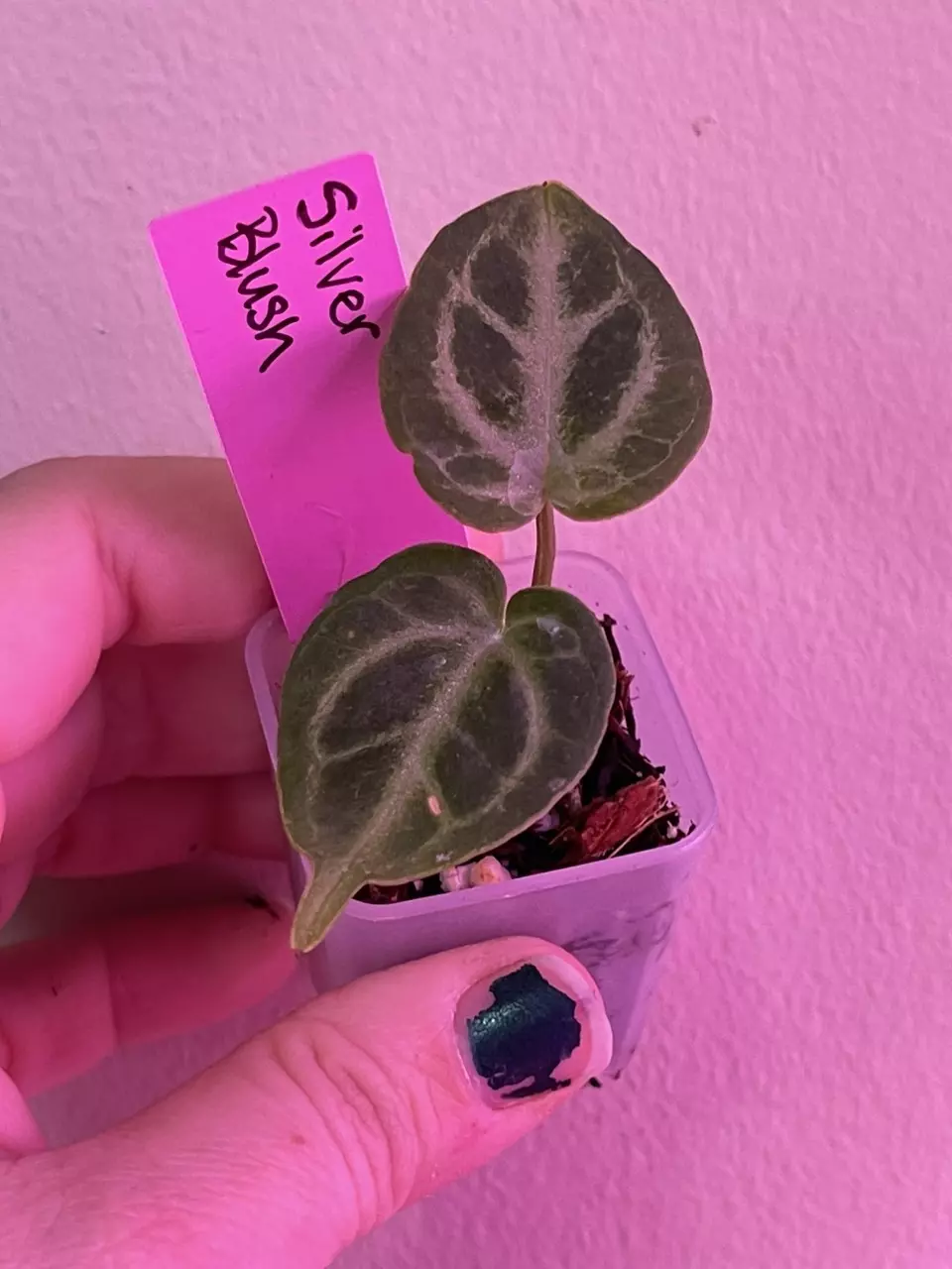 plant/Anthurium Silver Blush-0