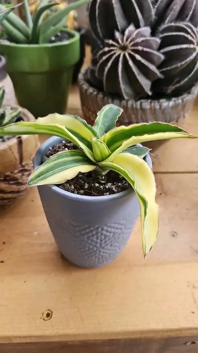 plant/Sanseveria alborescence-0-thumbnail