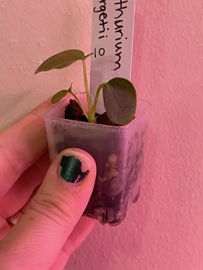 plant/Anthurium Forgetii X Self Seedling 10-2-thumbnail