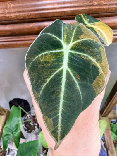 plant/Alocasia Black Velvet GOLD var✨-6-thumbnail