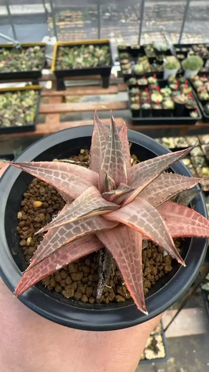 plant/001 equivalent and 069-0