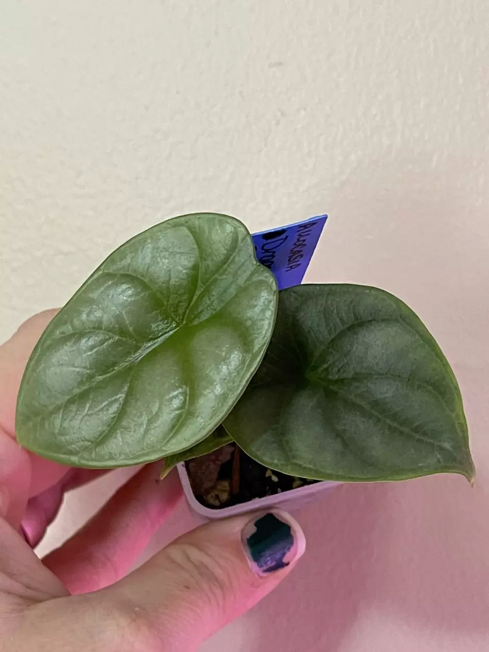 plant/Silver Dragon Alocasia-0