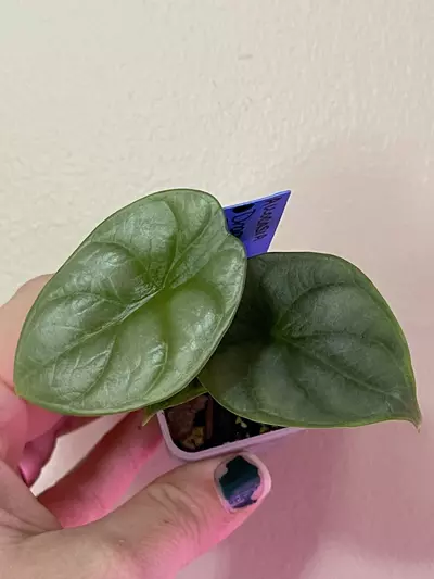 plant/Silver Dragon Alocasia-0-thumbnail