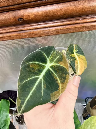 plant/Alocasia Black Velvet GOLD var✨-0-thumbnail