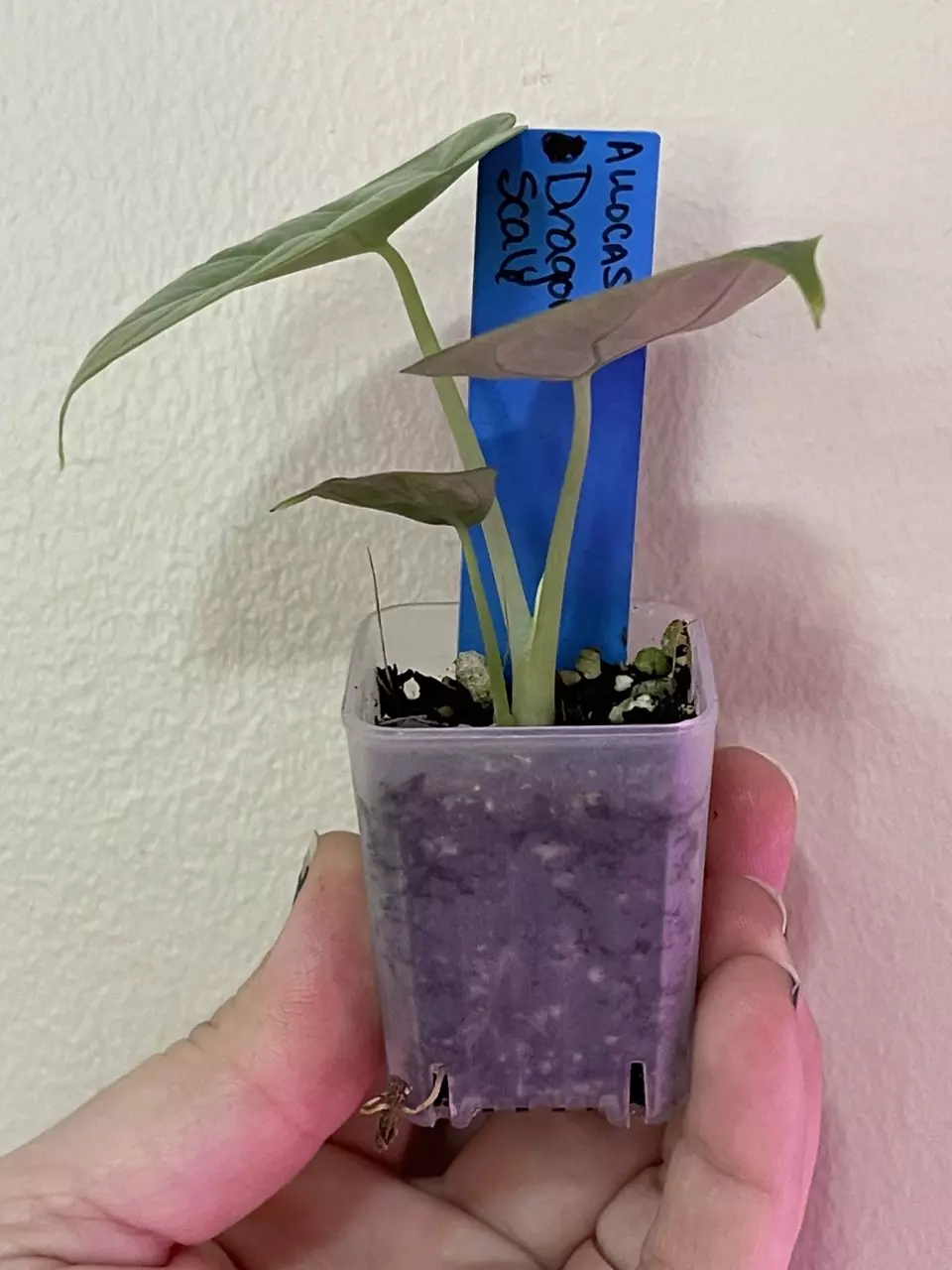 plant/Silver Dragon Alocasia-1