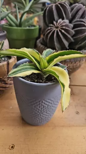 plant/Sanseveria alborescence-2