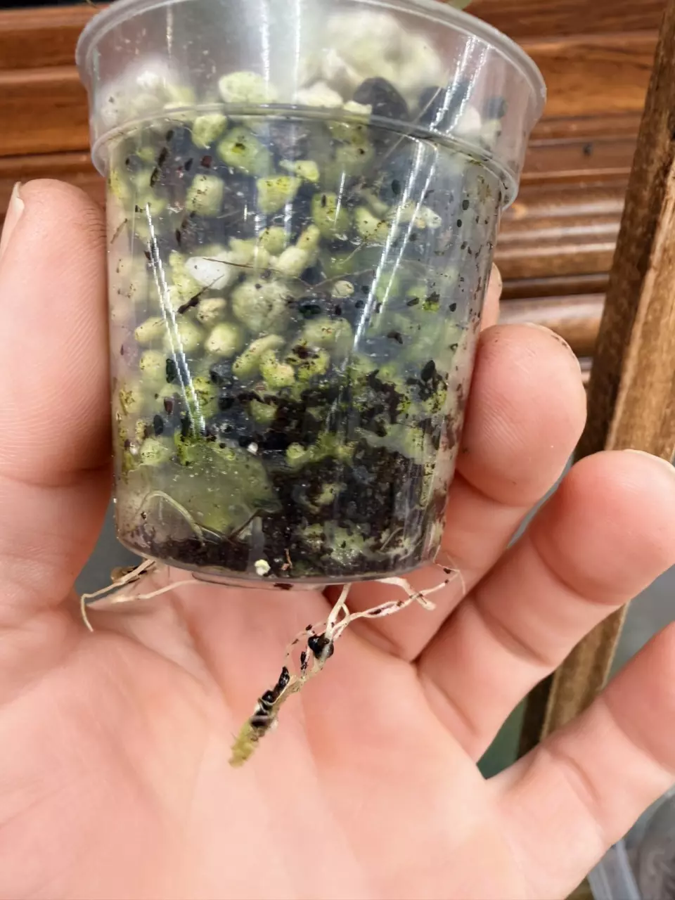 plant/Alocasia Black Velvet GOLD var✨-7