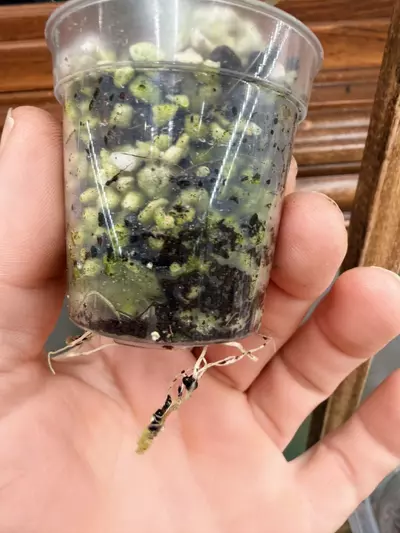 plant/Alocasia Black Velvet GOLD var✨-7-thumbnail