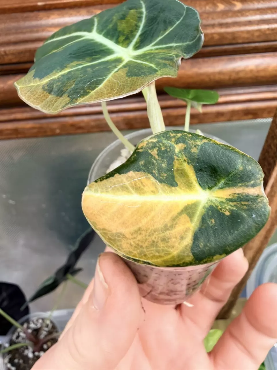 plant/Alocasia Black Velvet GOLD var✨-1