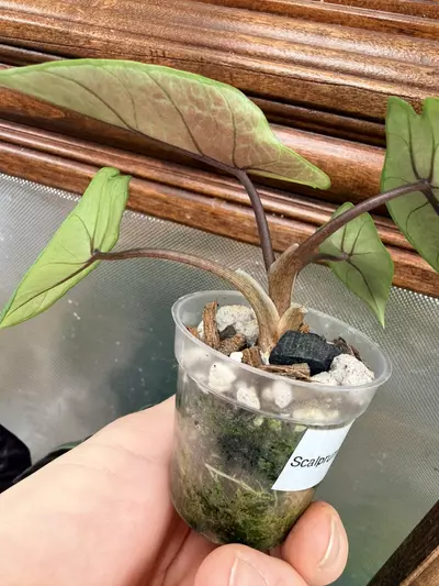 plant/Alocasia Scalprum Mint ✨-3-thumbnail