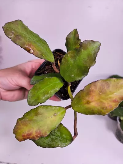 plant/Hoya Waymaniae-0-thumbnail