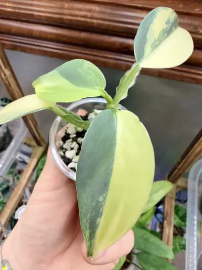 plant/Philodendron Silver sword variegated✨#0039-3-thumbnail