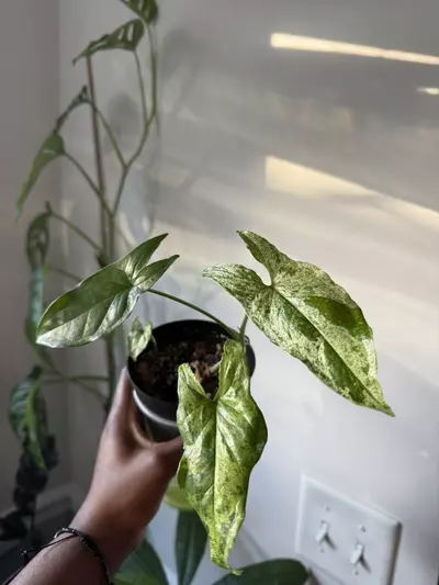 plant/Syngonium Mojito Mottled-3-thumbnail