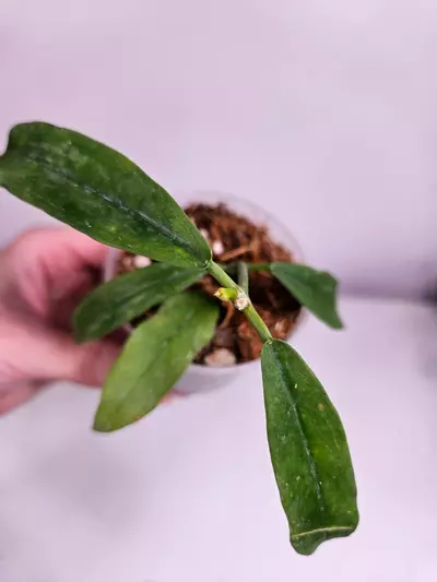 plant/Hoya Lobbii-0-thumbnail