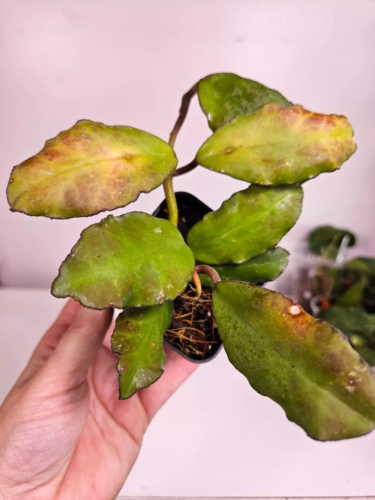 plant/Hoya Waymaniae-1