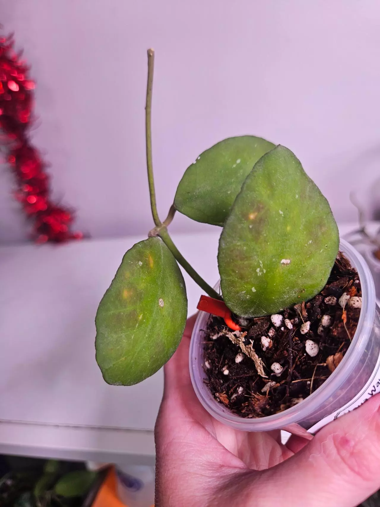 plant/Hoya Waymaniae-0