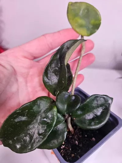 plant/Hoya NOID-0-thumbnail