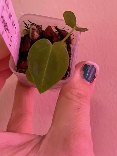 plant/Anthurium Forgetii X Self Seedling 10-1-thumbnail