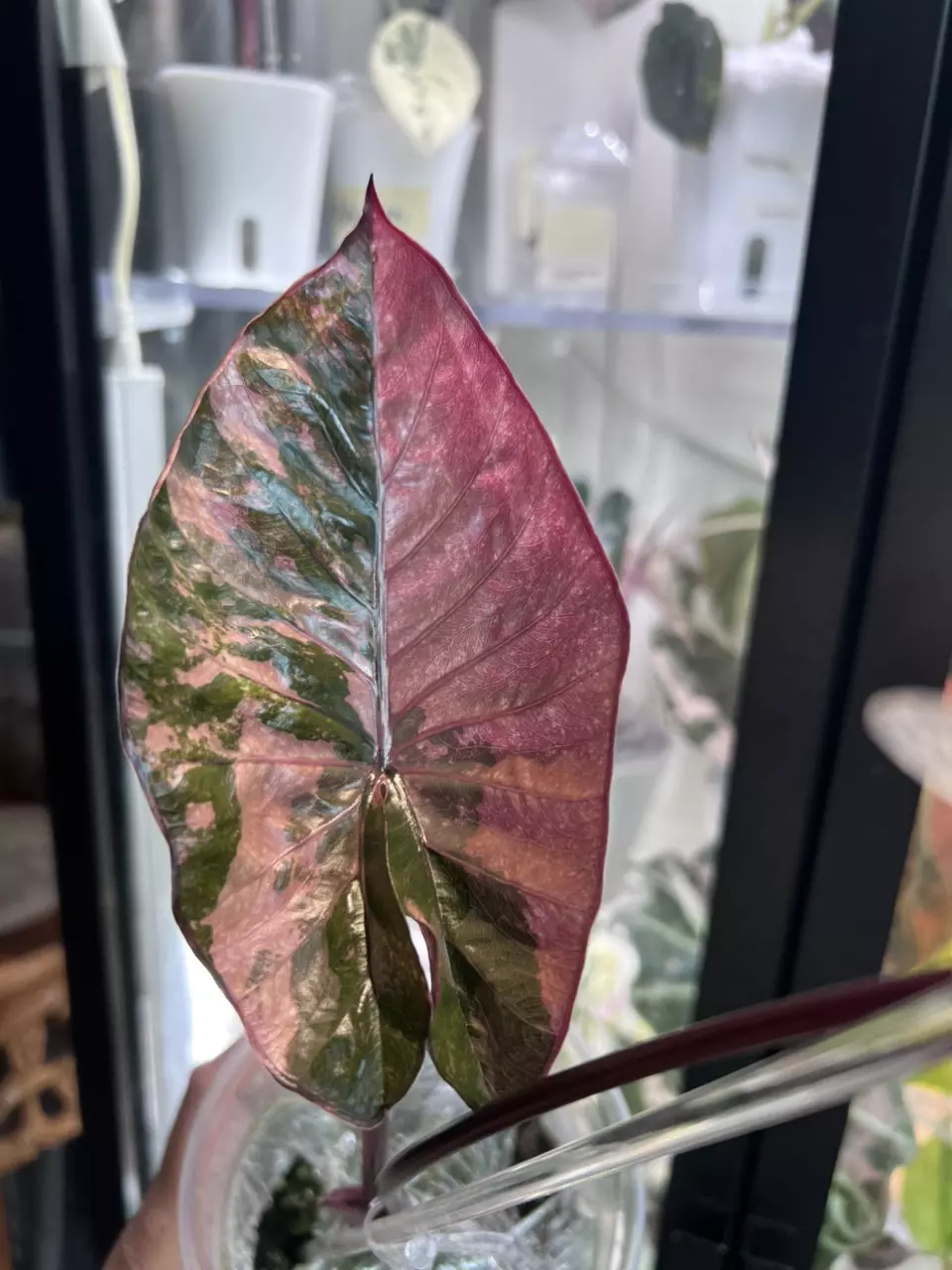 plant/Pink serendipity-0