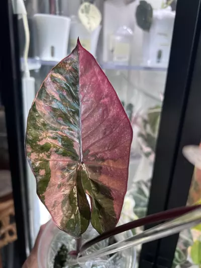 plant/Pink serendipity-0-thumbnail