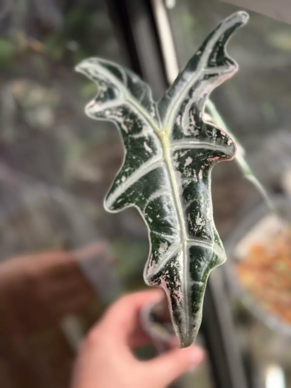 plant/Pink Nobilis Corm-0