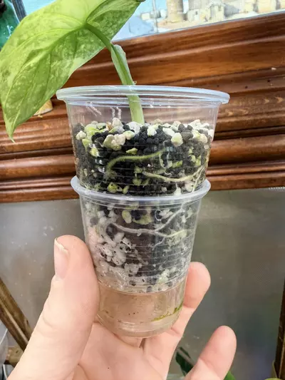 plant/Alocasia Sinuata Aurea-4-thumbnail