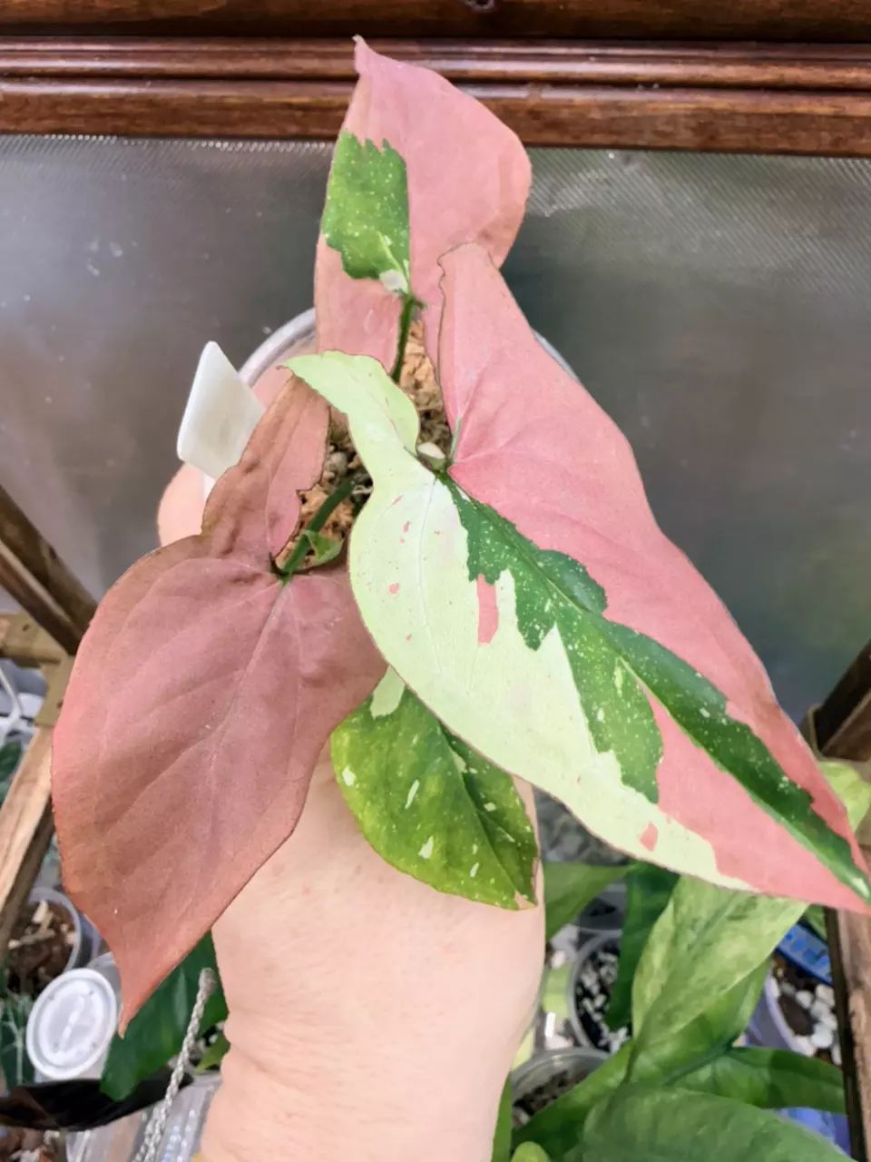 plant/Syngonium Red Spot Tricolor💕-0