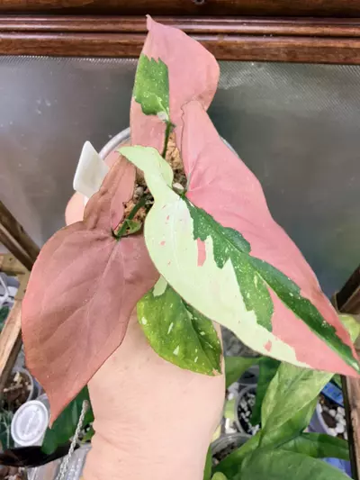 plant/Syngonium Red Spot Tricolor💕-0-thumbnail