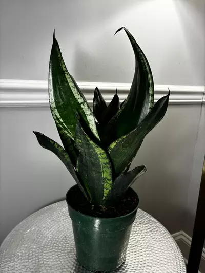plant/Snake Plant Whitney-3-thumbnail