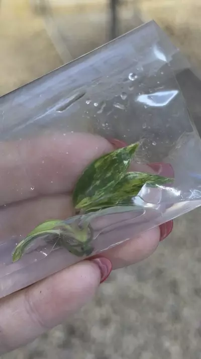 plant/PL0348: Variegated Joepii-0-thumbnail