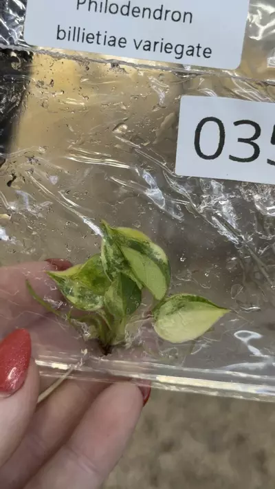 plant/PL0353: Variegated Billietiae-0-thumbnail