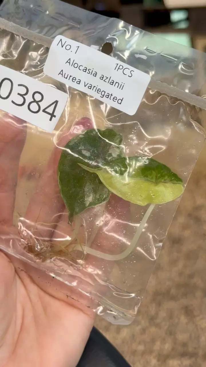 plant/PL0384: Azlanii Aurea Variegated-0