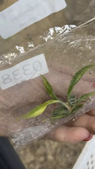 plant/PL0338: Variegated Tortum-0-thumbnail