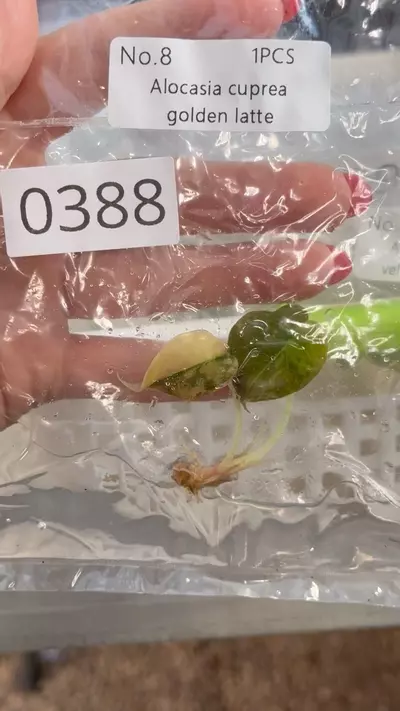 plant/PL0388: Cuprea Golden Latte-0-thumbnail