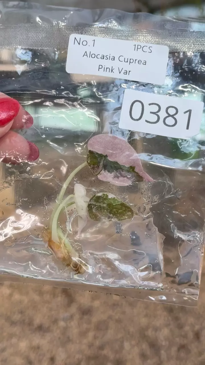 plant/PL0381: Cuprea PINK-0