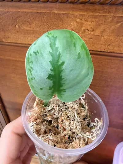 plant/Scindapsus Yupa-0-thumbnail