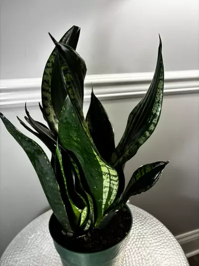 plant/Snake Plant Whitney-1-thumbnail